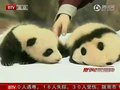 视频：旅日大熊猫“良滨”再次产下龙凤胎