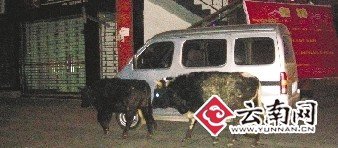 云南香格里拉要将牦牛赶出城 网友称可悲(图)