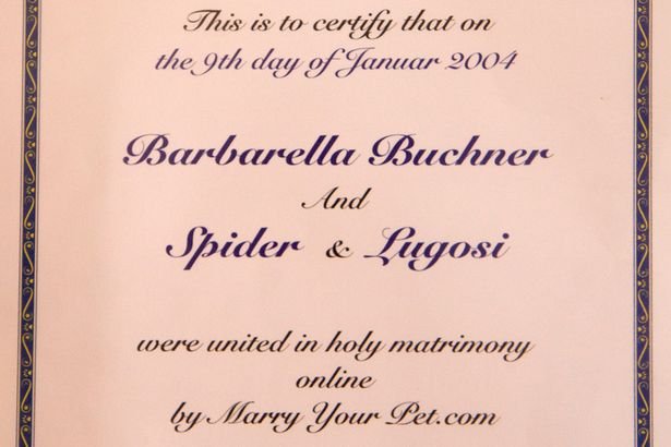 英国48岁女子与男友分手 伤心欲绝嫁给两只猫(图)