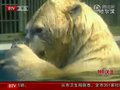 视频：哈尔滨高温天气多年罕见 动物吃冰降温