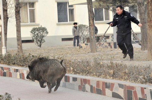 野猪闯入太原市居民区 民警连开13枪将其击毙
