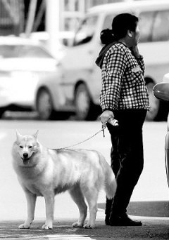 哈尔滨禁狗令引热议 市民为爱犬挂上求救牌