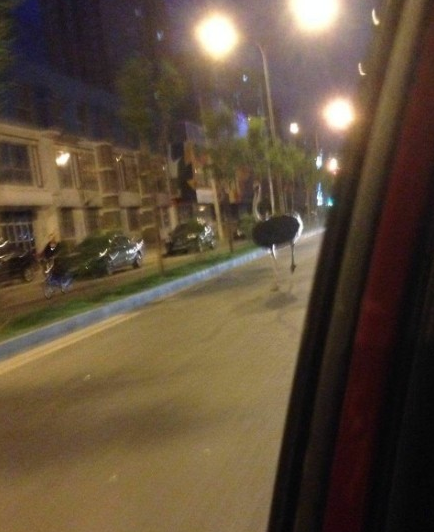 北京4只鸵鸟受惊上街遛弯 狂奔速度超汽车(图)