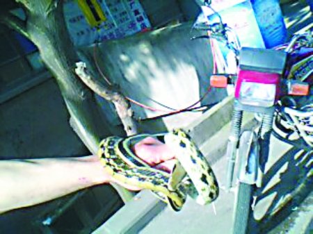 男子熟睡中一米长<em>菜花</em>蛇爬上脸(图)_新闻_腾讯