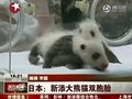 视频：日本大熊猫龙凤胎宝宝首次公开亮相