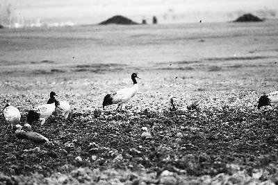 云南野生动植物数量和种类因干旱大幅减少