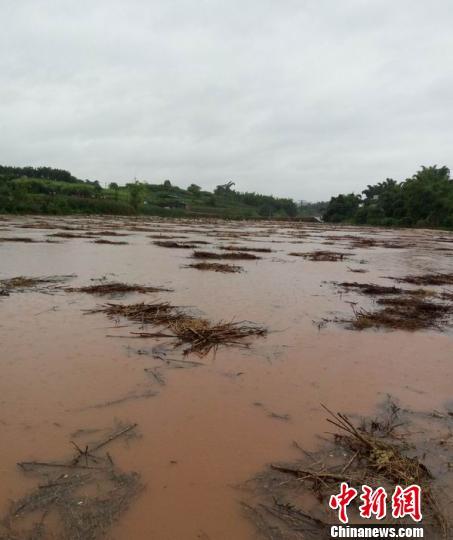 四川自贡遭暴雨袭击致万亩农田被淹(图)