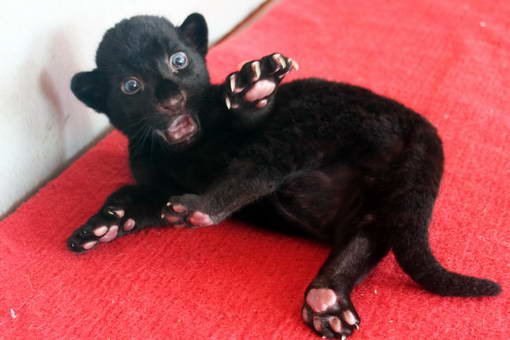 这只漂亮可爱罕见的雄性小黑虎名叫"黑利",绝对高级黑,一眼看上去