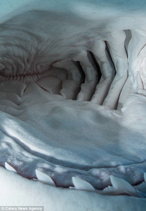 组图:摄影师冒生命危险拍摄鲨鱼嘴中构造