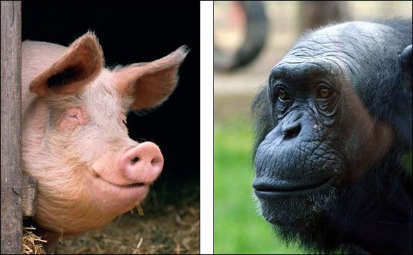 公猪和母猩猩（资料图）