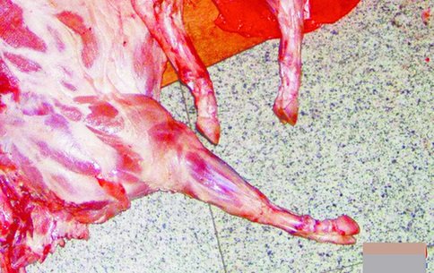黑心商贩为死猪蹄子做美容冒充羊肉被查(图)