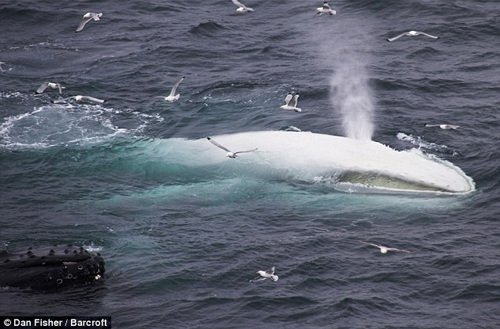 挪威现罕见白色座头鲸戏水(组图)