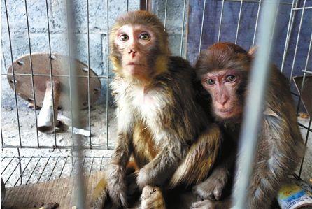 浙江金华两只猕猴进村偷食蔬果被狗逮住(图)