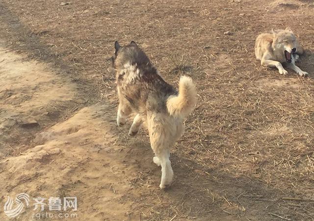 动物园狼舍现哈士奇 园方：它在狼群拥有地位(图)