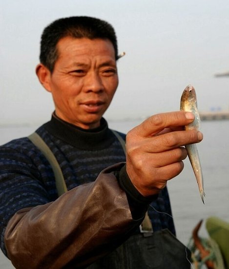 长江刀鱼限捕10年仍面临灭绝 市场价每斤800