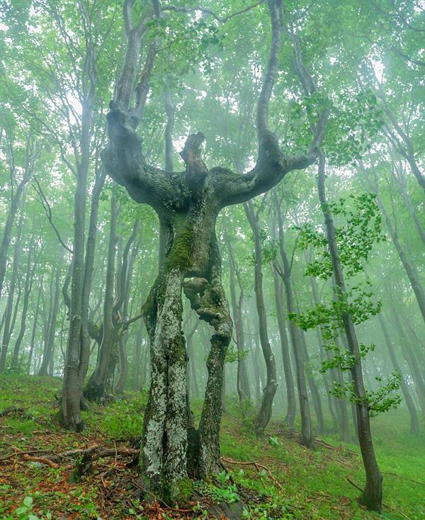 保加利亚森林现20米高巨型"树人"