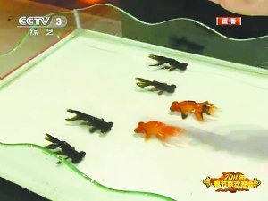 金鱼招疯狂解密 魔术师回应鱼儿活得很开心