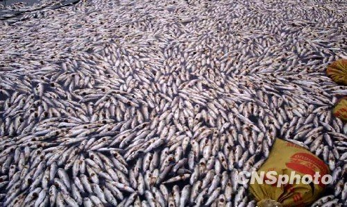 紫金矿业发公告 副总裁涉环境污染事故罪被拘