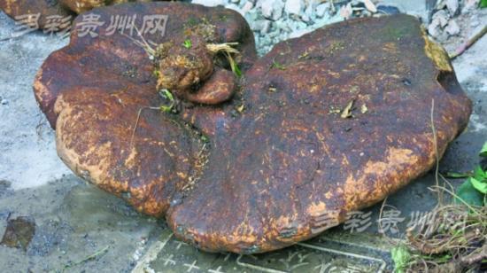 �Ϻ��ڵ����ͺ���Ұ���޹��� �ش�80���(ͼ)