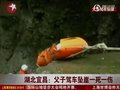 视频：湖北宜昌父子驾车坠崖一死一伤