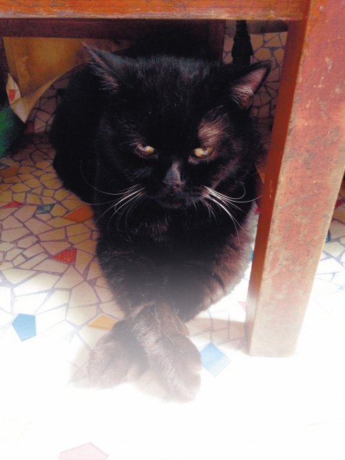 辽宁抚顺小猫会“说话” 叫声如喊奶奶(图)