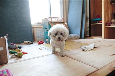 海港城小区居民楼大部分房间修缮完毕，业主带着自己的爱犬回迁入住。