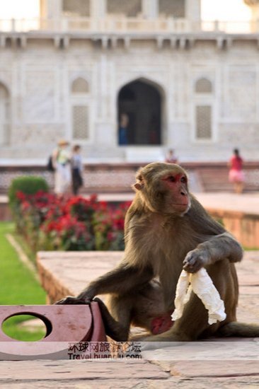 闻所未闻!印度猴子敢偷国家机密