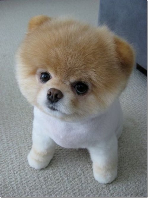 超萌可爱小狗耍酷没商量(组图)_新闻_腾讯网