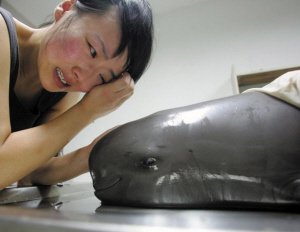 湖南江豚连续非正常死亡调查:官方要求掩埋了事
