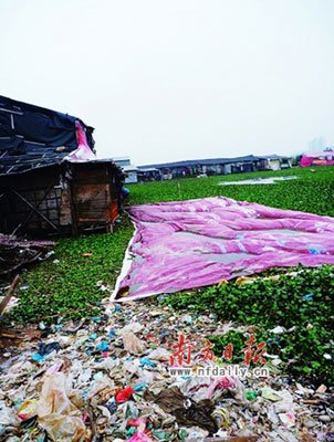 广东桂畔海旁人猪同住 废水排入鱼塘污染水体
