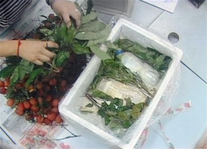 水果商贩往果箱里注水 10斤荔枝变6斤