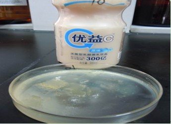 牛奶风干均会成胶状 营养快线没问题