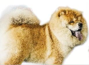 商贩给松狮打硅胶充当藏獒 一只卖一百万