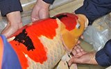 海关截获日本名贵锦鲤:最长达1米 色彩鲜艳