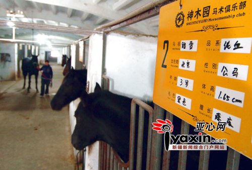 企业高管流行私家养马 一年费用数十万万元