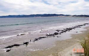 新西兰120头鲸集体搁浅 48头被安乐死(图)