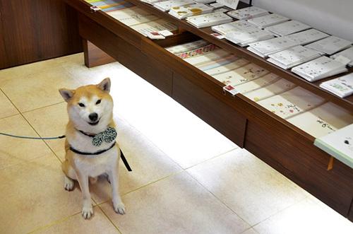 日本流浪小柴犬变身柴田部长到处撒欢