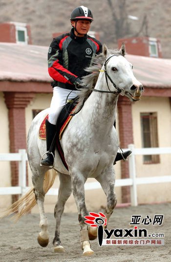 企业高管流行私家养马 一年费用数十万万元