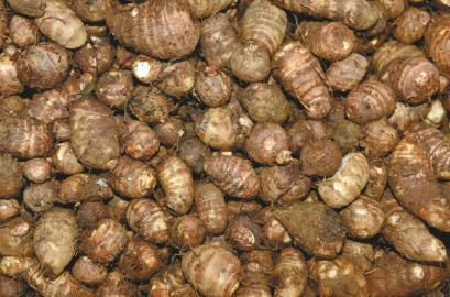 黑心商用焦亚硫酸钠漂白芋头 称自己从不吃