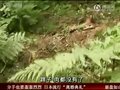 视频：黑龙江发现疑似野生东北虎踪迹