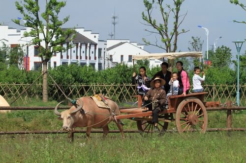 地方站-上海 滚动新闻  正文    江南农耕文化园占地500亩,以种植果树