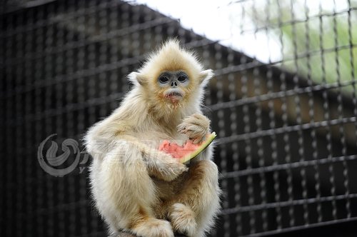 山东局地最高温突破40度 动物园猴子吃西瓜解