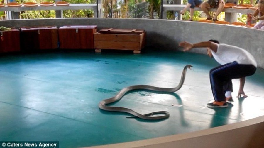 普吉岛驯兽师表演现场 眼镜蛇突然窜入人群(组图)