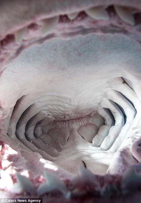 组图:摄影师冒生命危险拍摄鲨鱼嘴中构造