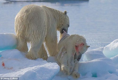 全球暖化导致北极熊饥不择食 大熊吃小熊(图)