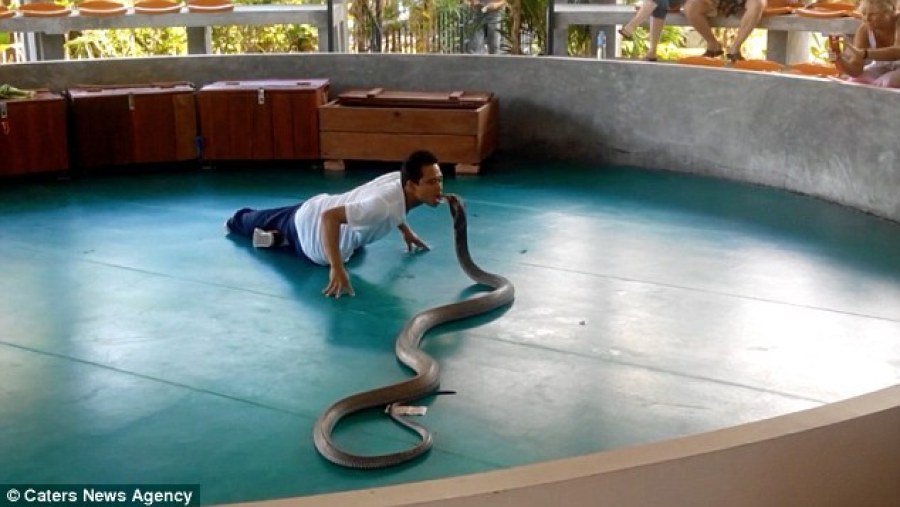 普吉岛驯兽师表演现场 眼镜蛇突然窜入人群(组图)