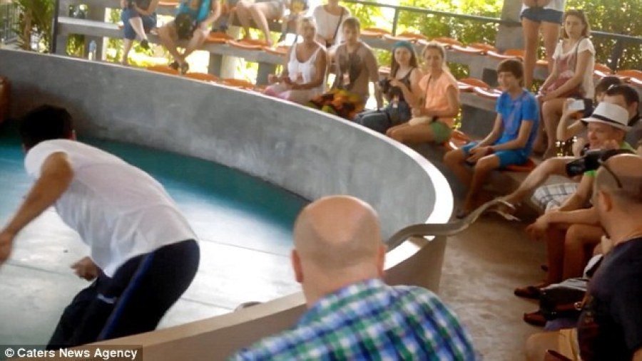 普吉岛驯兽师表演现场 眼镜蛇突然窜入人群(组图)