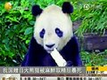 视频：我国赠日大熊猫被麻醉取精后暴死