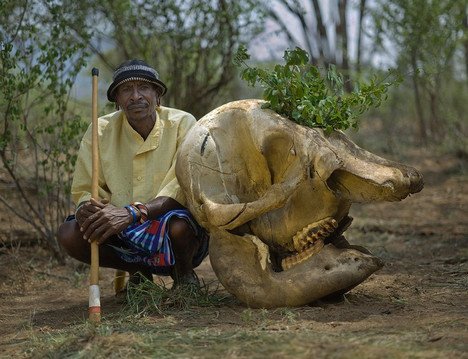 象牙非法贸易活动猖獗 肯尼亚大象惨遭猎杀