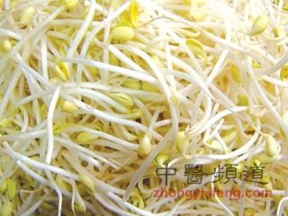 豆芽菜怎么种_观察黄豆芽_观察日记200字